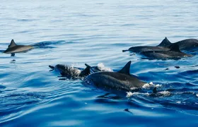 Private Full-Day: Dolphin & Monkey Jungle Adventure