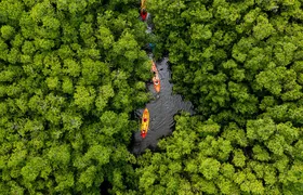 SoCoHo Eco Half Day - Mangrove Kayak & Reef Snorkeling