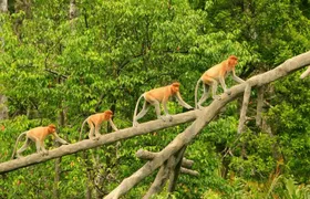 Proboscis Monkey and Fireflies River Cruise