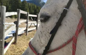 Horse Riding in the Valley of Roses in Thracian Spirit