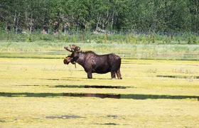 Arctic Day: Yukon Wildlife & Hot Springs Tour | half day