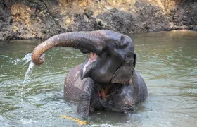 Koh Samui Elephant Experience