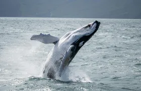 Húsavík whale watching tour in Skjálfandi Bay