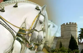 Jerez guided tour with Royal Andalusian School of Equestrian Art