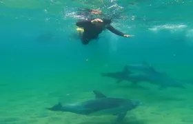 Swim with Wild Dolphins in Bunbury