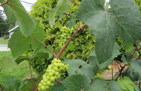 The Fraser Valley Winery Tour