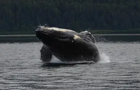 Guaranteed Whale Watching Adventure
