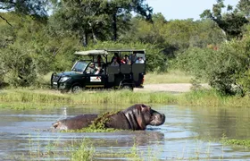 Kruger National Park afternoon safari from Hazyview