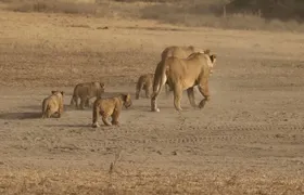 5 Days Group Camping Safari 