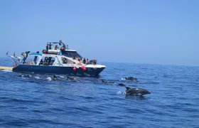 La Palma Coast Cruise with Transfer