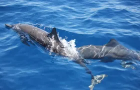 Dolphin Watching in Puerto Escondido