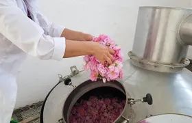 Private Rose Picking in Vrav along the Danube