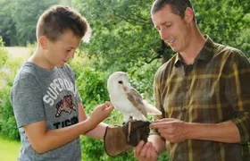Private Family Bird of Prey Experience in Carlisle