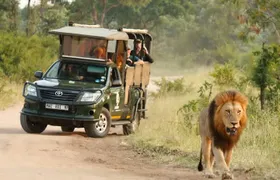 Kruger National Park Afternoon Private safari