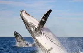 Humpback Whale encounter tour
