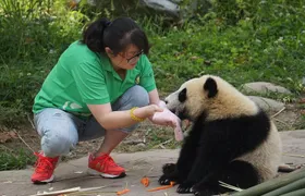 Visiting Dujiangyan Yaan Wolong Panda Base Optional Volunteering
