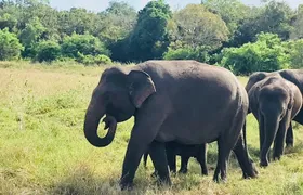 Safari Tour at Minneriya National Park