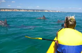 Epic Kayak With Dolphins & Wildlife - 4WD Beach Adventure Noosa