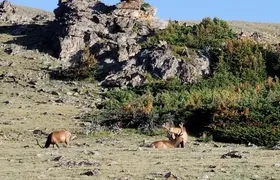 Private Three Hour Afternoon Custom Tour of Rocky Mountain National Park