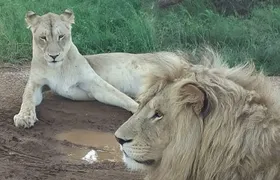 Kruger National Park Full Day Tour Minimum 2people