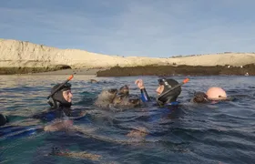 Snorkeling with Sea Lions by Madryn Buceo