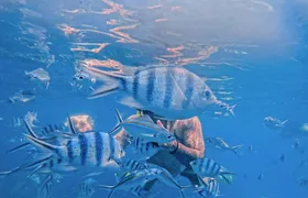 Koh Chang 3 islands snorkelling and fun fishing experience