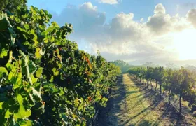 Guided Noosa Hinterland experience
