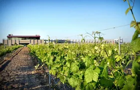 Wine Route in Tequisquiapan with Transportation