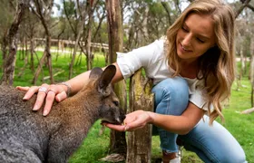 Full-Day Penguins and Wildlife Nature Experience from Melbourne