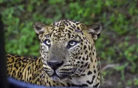 Full day / Half Day WildlifeAdventure in Yala-National-Park 