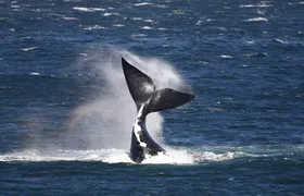 Hermanus Land based Whale Tour with Dave de Beer