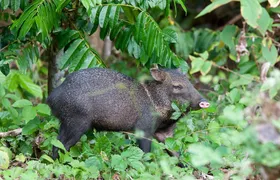 Hacienda Baru Wildlife Nature Tour from Manuel Antonio