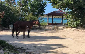 Vieques Island Rich History Tour