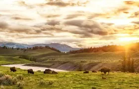 Yellowstone National Park Tour from Jackson Hole