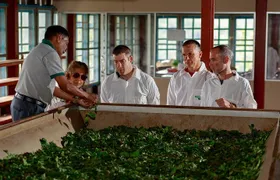 Uva Halpewatte Tea Factory Tour in Ella Sri Lanka