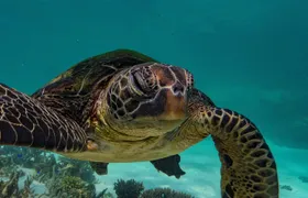 Half Day Snorkel 2.5hr Turtle Tour on the Ningaloo Reef, Exmouth