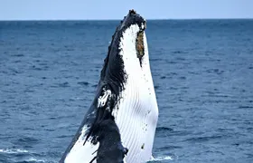 Educational Whale Watching Tour from Perth