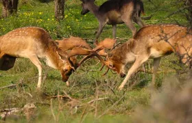 Zeeland deer roar rutting Safari NL/DE