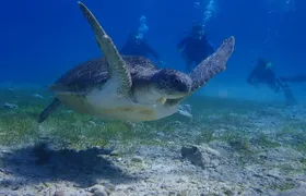 Scuba Diving Activity in Pernera