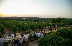 Wine Experience: vineyard, wines and food