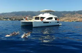 Dolphin and whale watching in Funchal with luxury catamaran all inclusive