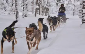 Sit Back and Relax Morning Husky Tour