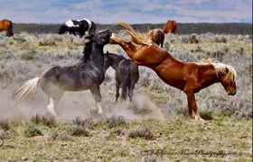 Kicking Red Canyon Wild Mustang Bus Tour Deals 8am Daily 