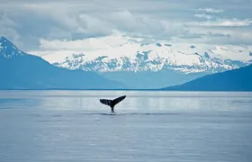 Juneau Wildlife Whale Watching