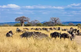 Tarangire Day Safari with Private Guide & Open Jeep Experience