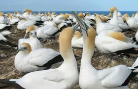 Muriwai Beach and Gannet Eco Tour with Wine Tasting