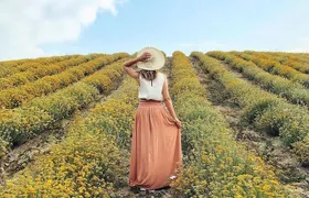 Immortelle farm island Krk