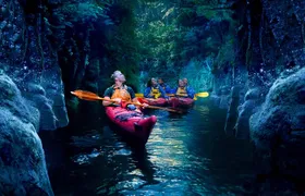 Tauranga: Evening Glowworm Kayak Tour