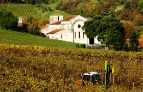 Cognac vineyards and distilleries half-day private tour from Charente