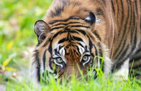 Day ticket for Paignton Zoo on the English Riviera